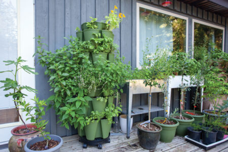 Growing in vertical towers outside